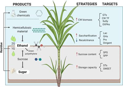extraction of sucrose from sugarcane chemistry